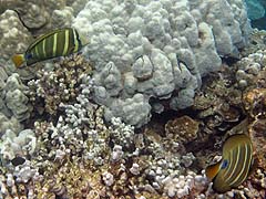 Sailfin Tang, Honolua Bay