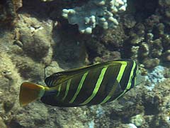 Sailfin Tang, Honolua Bay