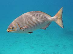 Brassy Chub, Honolua Bay