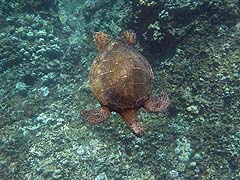 Green Sea Turtle, Honolua Bay
