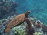Green Sea Turtle at Po'olenalena Beach, Makena, Maui