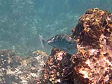 Pale Tail Unicornfish at Ulua Beach, Wailea, Maui