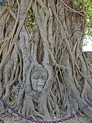 Famous sandstone Buddha head in tree roots