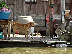 Dogs on the porch, Bangkok