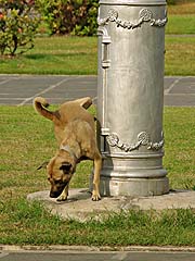 Downward facing dog, Marble Temple, Bangkok
