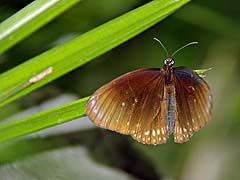 Butterfly and orchid place, Chiang Mai