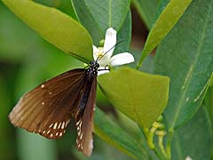 Butterfly and orchid place, Chiang Mai