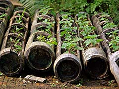 Bamboo planters at the Ag Center