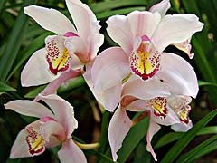 Orchids at the Ag Center