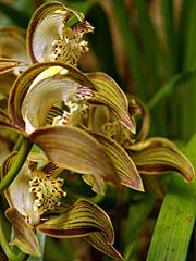 Orchids at the Ag Center