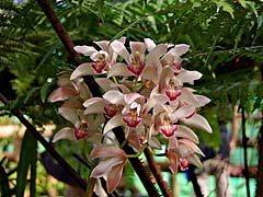 Orchid cluster at the Ag Center