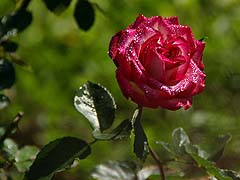 A rose at the Ag Center