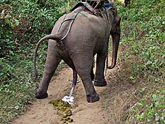 Going in the trail