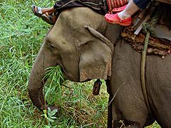 An elephant snack