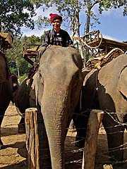 Our mahout