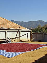 Drying kidney beans