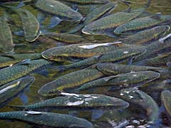 Hungry carp at Phasua Falls