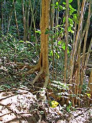 Foliage along the hike back