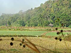 Farm near Thampla Fish Cave