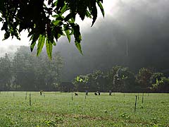 Farm near Thampla Fish Cave