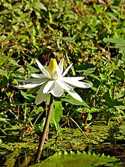 Lotus at Thampla Fish Cave