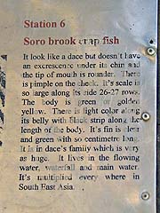 Carp description at Thampla Fish Cave