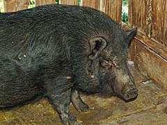 Big pig, Mae Sa Mai