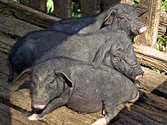 Piglets, Mae Sa Mai