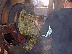 Wilting tea leaves in Pai