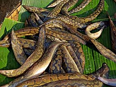 Eels at the morning street market, Sukhothai