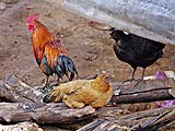 Free-range Chickens
