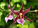 Orchid