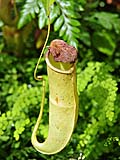 Pitcher Plant
