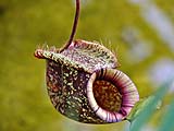 Pitcher Plant