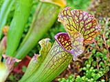 Pitcher Plant