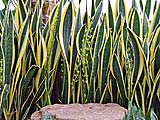 Snake Plant
