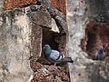 New Residents at Wat Mahatat, Sukhothai