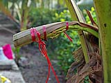Coconut palm flower, Damnoen Saduak Floating Market