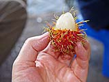 A partially peeled rambutan, Damnoen Saduak Floating Market