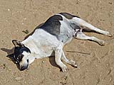 Typical temple dog, Wat Phra That Lampang Luang