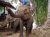''Do I smell snacks?'', Mae Hong Son
