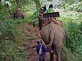Mahout urging his elephant along, Mae Hong Son