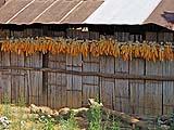 Corn hanging out to dry under the eaves, Hmong village, Mae Hong Son