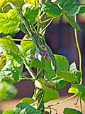 String beans, Hmong village, Mae Hong Son