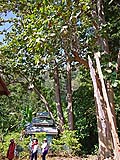 Immense old teak tree, Mae Pai river, Mae Hong Son