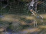 Banana spider with web repair work to do, Mae Sakut Nature Trail, Mae Hong Son