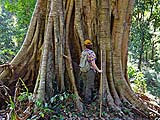 A very overgrown ficus tree, Mae Sakut Nature Trail, Mae Hong Son