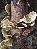 Tree fungus, Mae Sakut Nature Trail, Mae Hong Son