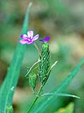 Unknown wild flower, Mae Sakut Nature Trail, Mae Hong Son
