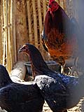 King of the chicken coop, Mae Hong Son
